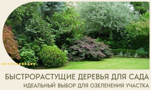 Быстрорастущие деревья для сада идеальный выбор в Димитровграде