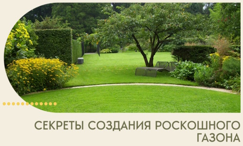 Секреты создания роскошного газона в Димитровграде